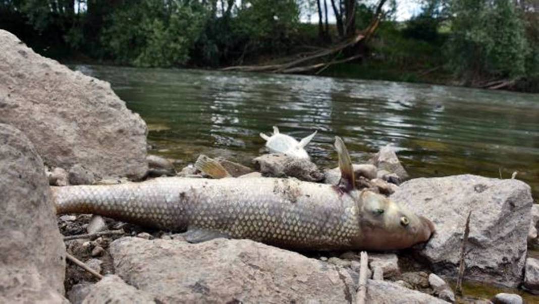 O kentteki korkutan görüntülere inceleme! Bakanlık yetkilileri bölgeye gönderildi 5